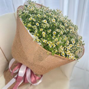 best-81-ช่อดอกเดซี่